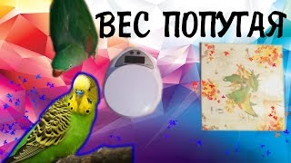 Как и зачем взвешивать ВОЛНИСТОГО попугая Как и зачем взвешивать ВОЛНИСТОГО попугая