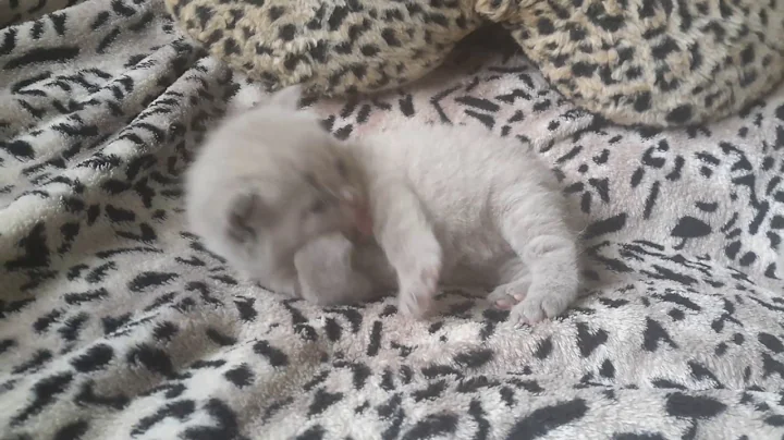 Watch the video about My lovely Boo Calmcat 😍lilac British Shorthair boy - 4 weeks old.