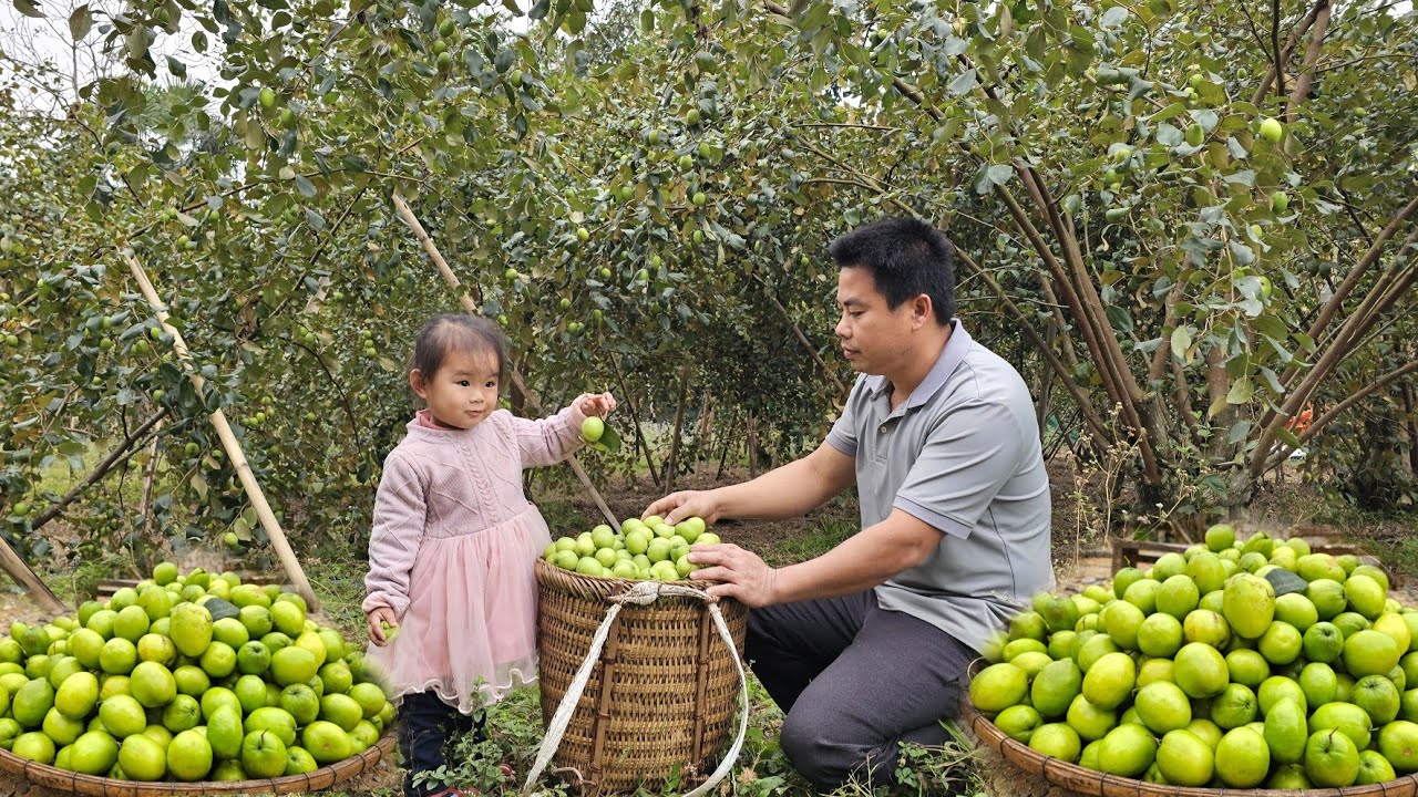 Harvesting a huge apple orchard goes to the market sell-Gardening, growing sweet potatoes/XuanTruong