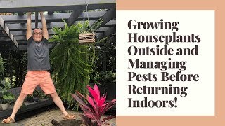 Growing Houseplants Outside and Managing Pests