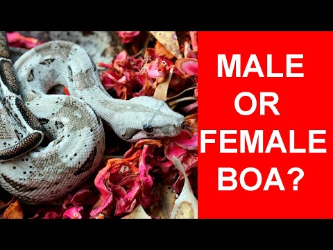 Male or Female Boa: Which Should You Get?