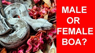 Male or Female Boa: Which Should You Get?