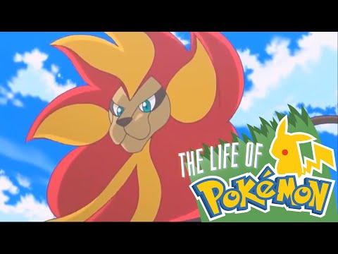 The Life of Pokemon: Litleo & Pyroar
