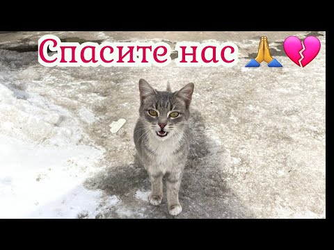 Брошены кошки в холодных подвалах больницы!