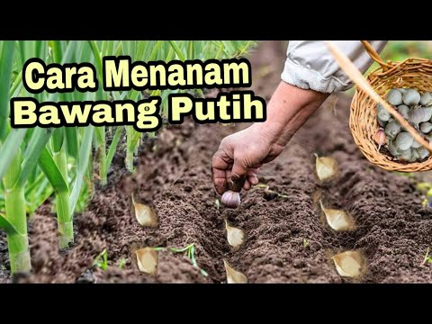 Cara Menanam Bawang Putih / growing garlic