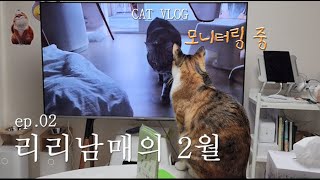 [리리남매 ep.02] 지지고 볶는 리리남매 2월 일상 by 쪼보해조리 42 views 7 months ago 19 minutes