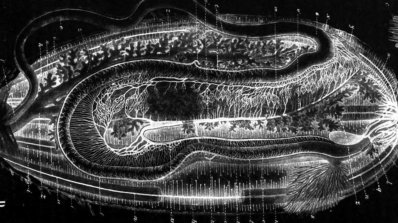 Labidoplax |  Dark ambience/horror music - Flamberge media