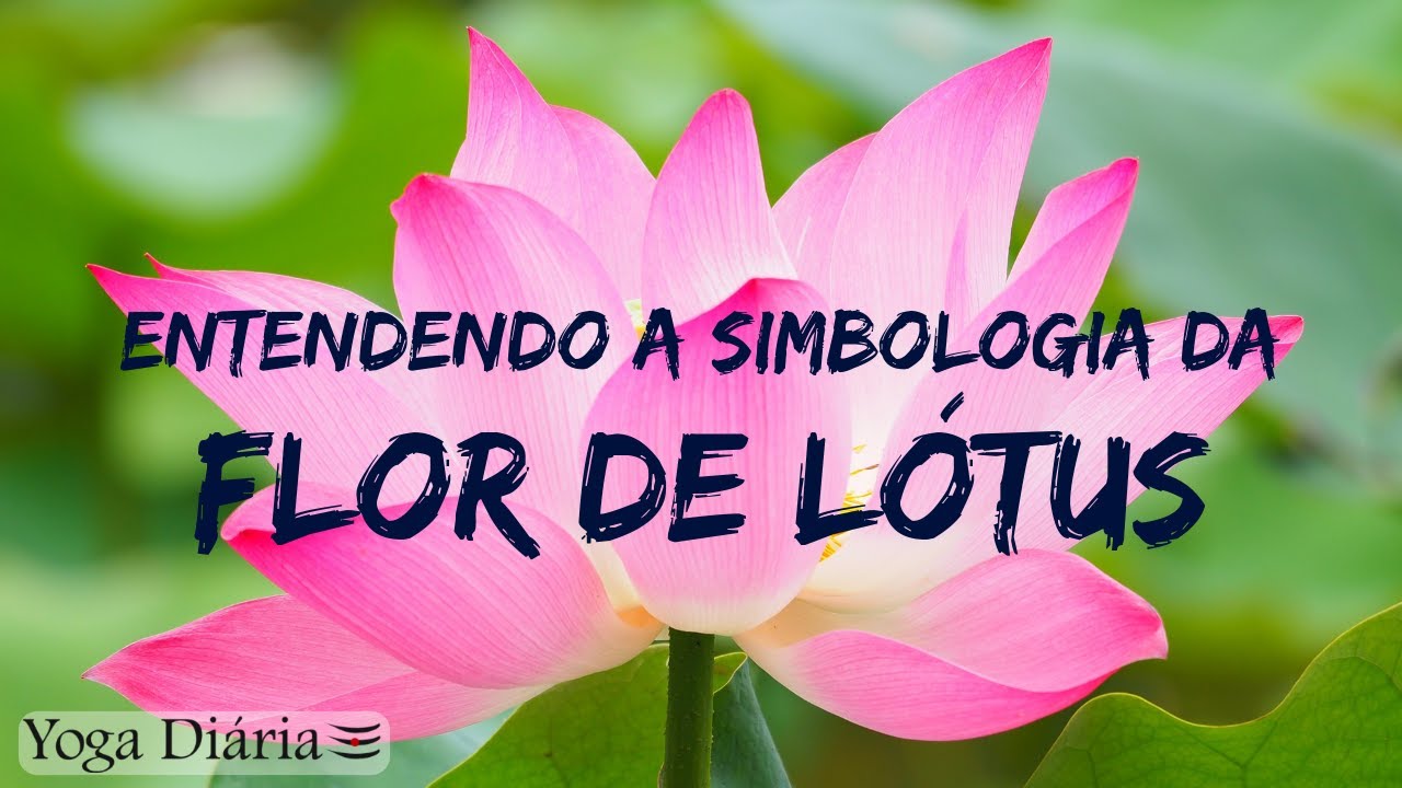 Signification De La Fleur De Lotus Wemystic France