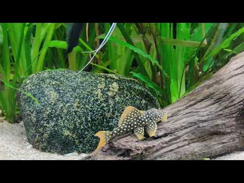 Scobinancistrus aureatus L-014