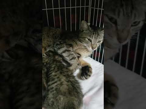 子猫の授乳シーン Youtube 子猫の授乳シーン Youtube