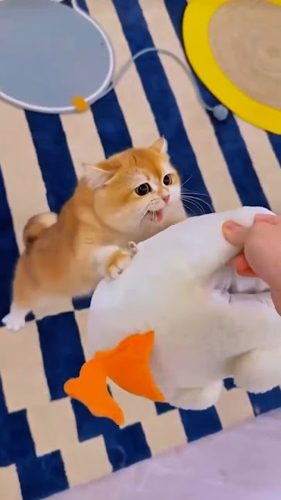 KUCING INI MARAH KETIKA BONEKA KESAYANGANNYA DIAMBIL