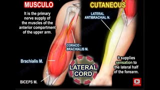 musculocutaneous nerve anatomy, function  and injury, biceps muscle