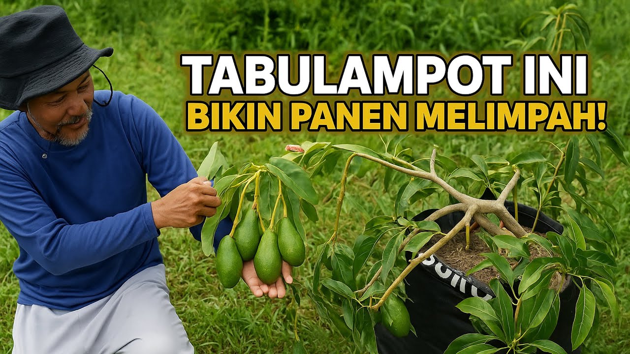 RAHASIA TABULAMPOT ALPUKAT: PANEN LEBIH CEPAT!