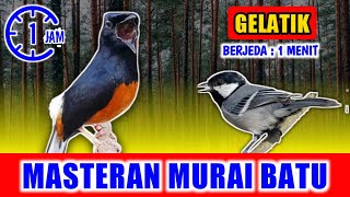 MASTERAN MURAI BATU - suara Gelatik tembakan tajam jernih keras berjeda 1 menit FULL 1 JAM