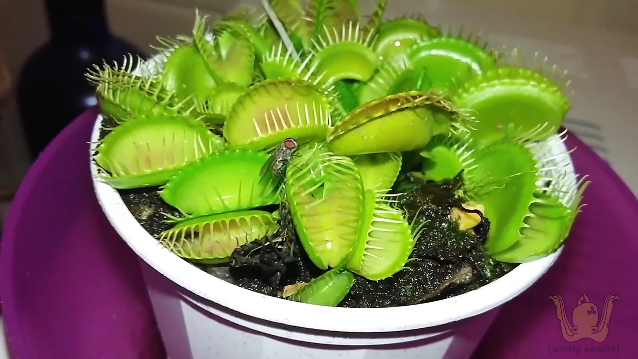 My Venus fly trap is the worst at catching flies 