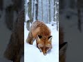 How Foxes Hear Prey Beneath the Snow | 🌿Nature’s Hidden Intelligence