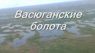 Болото васюганское / The Vasyugan swamp