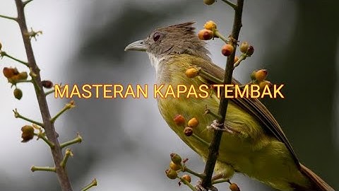 Masteran Kapas Tembak Materi Kesukaan Juri || Cocok Untuk Burung Kesayangan Anda