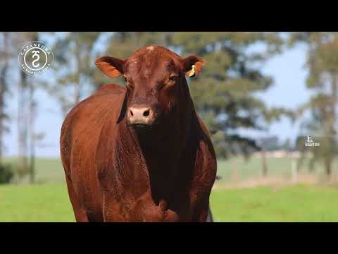 LOTE 44