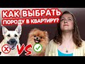 Какую породу собак выбрать для квартиры? Рекомендации от профи