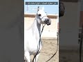  مش معقول الجمال قولوا ماشاء الله