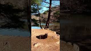 【※No sound】Takaragaike Park【Kyoto Travel Guide】 #Shorts