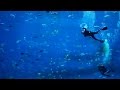 6 Hour Relaxing HD Aquarium Screensaver with Ambient Sound + Scuba Divers!