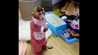 Baby monkey gets a spanking for making a mess. 🙈🙊🙉