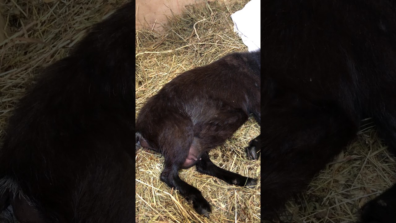 Zoey|Pregnant pygmy goat having contractions