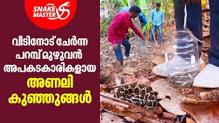 വീട്ടമ്മ വിളിച്ചു, പറമ്പ് മുഴുവൻ പാമ്പ് | Vava Suresh | Snakemaster EP 974 by Kaumudy 72,604 views 1 day ago 20 minutes