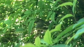 Gray Catbird Nest 5-25-23: Adding to the Nest