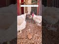 Dustbathing Chickens!