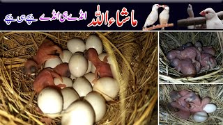 java sparrow breeding Progress||Java Finch Breeding Tips|| Successful Breeding Aviary of Java Finch|