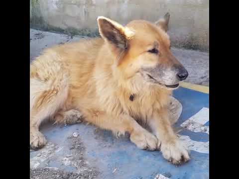 Get Albert schweitzer glueck ist das einzige HD Albert Schweitzer Glueck Ist Das Einzige