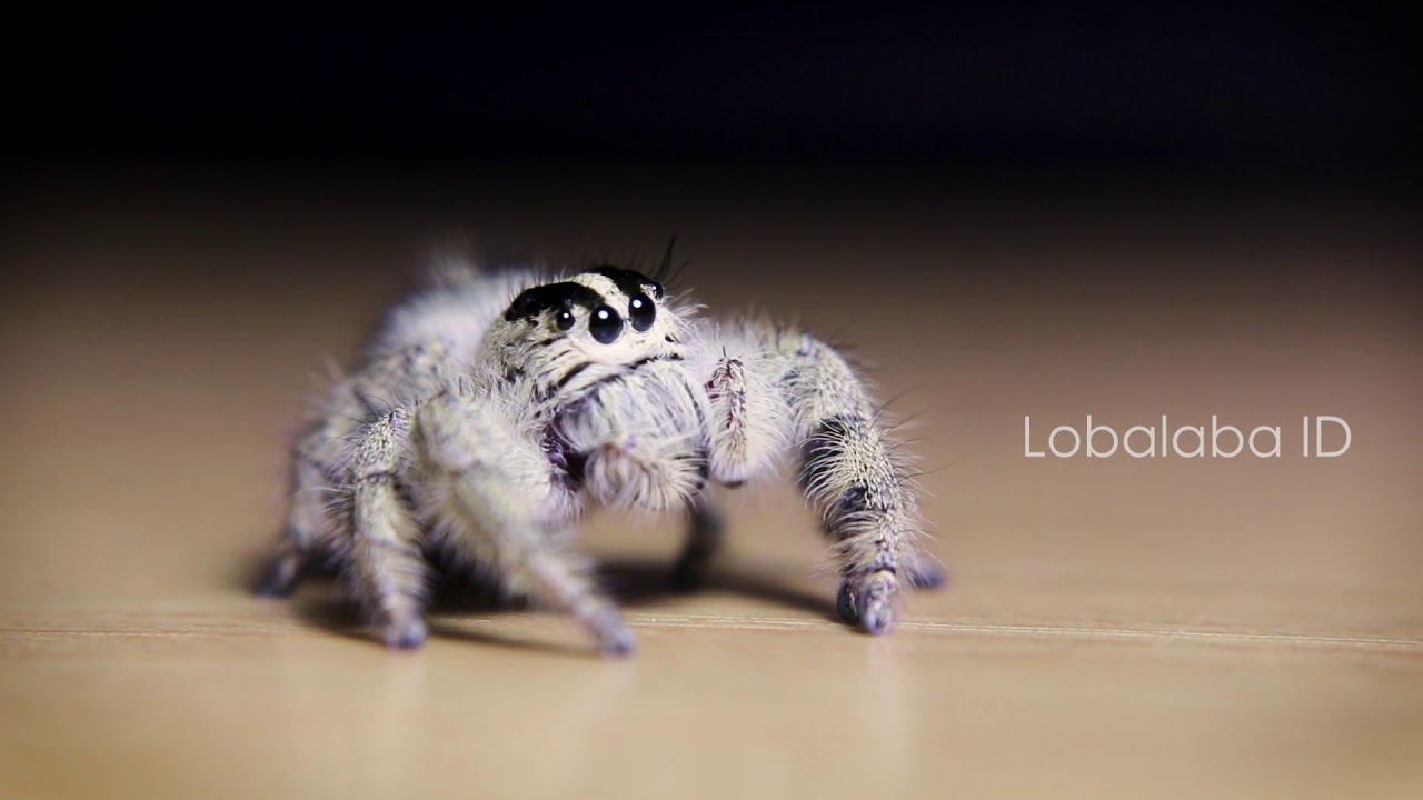 Cutest Spider In The World (Hyllus Diardi)