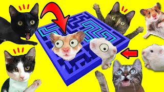 Laberinto para hamster pero vs gatitos Luna y Estrella Nata y Chocolate / Videos de gatos