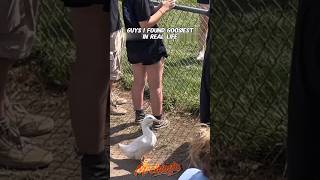 @Goosiest in drifting event #new_short #drifting  #goosiest #carmeet