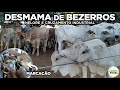 DESMAMA DE BEZERROS - NELORE E CRUZAMENTO INDUSTRIAL - MARCAÇÃO - MACHOS E FÊMEAS