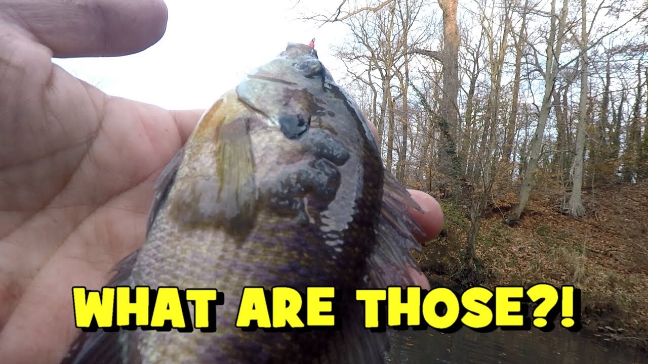 That Didn't Look Right! Poor Fish... - YouTube