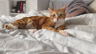 My Cat's Morning Routine | Cat Vlog 2