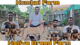 Indian Native Breeds Kombai Dogs in Chennai | Kombai Farm | John Alice Kennel | #kombai #nativebreed