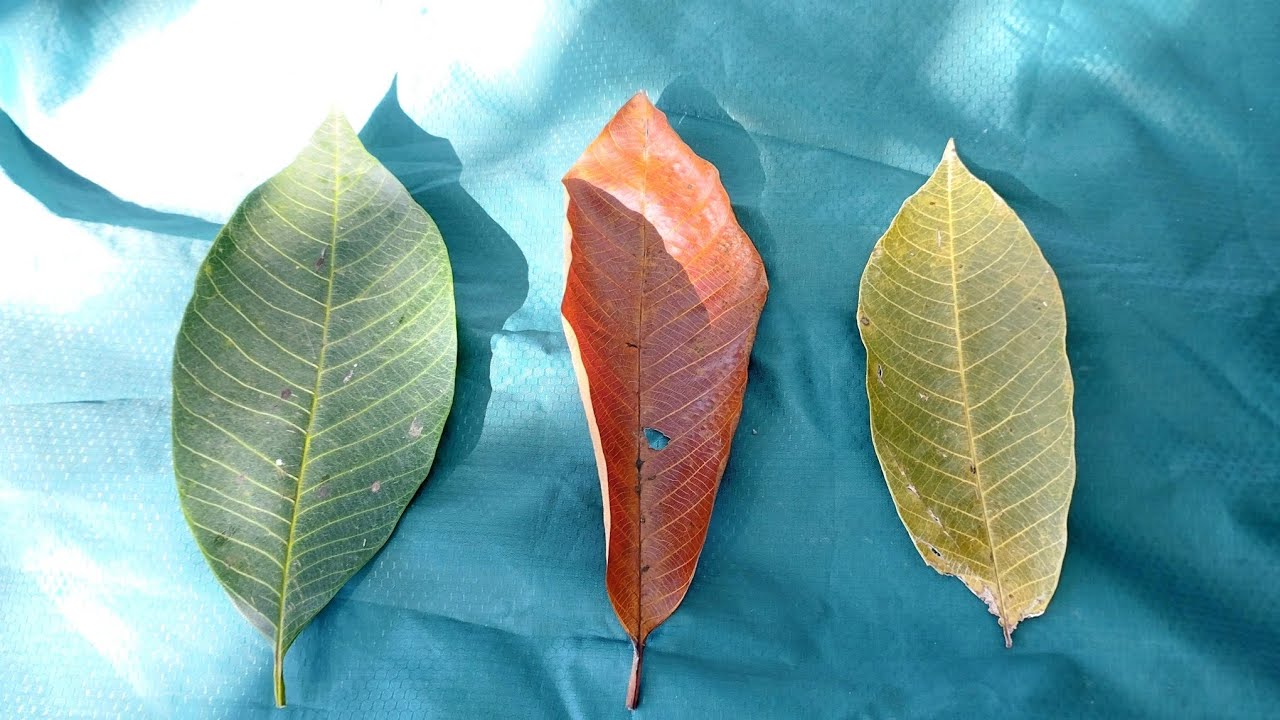 Таро | Выберите колоду: Что вы воплощаете? Удастся ли это? 💐📑 Таро Сюань Туй