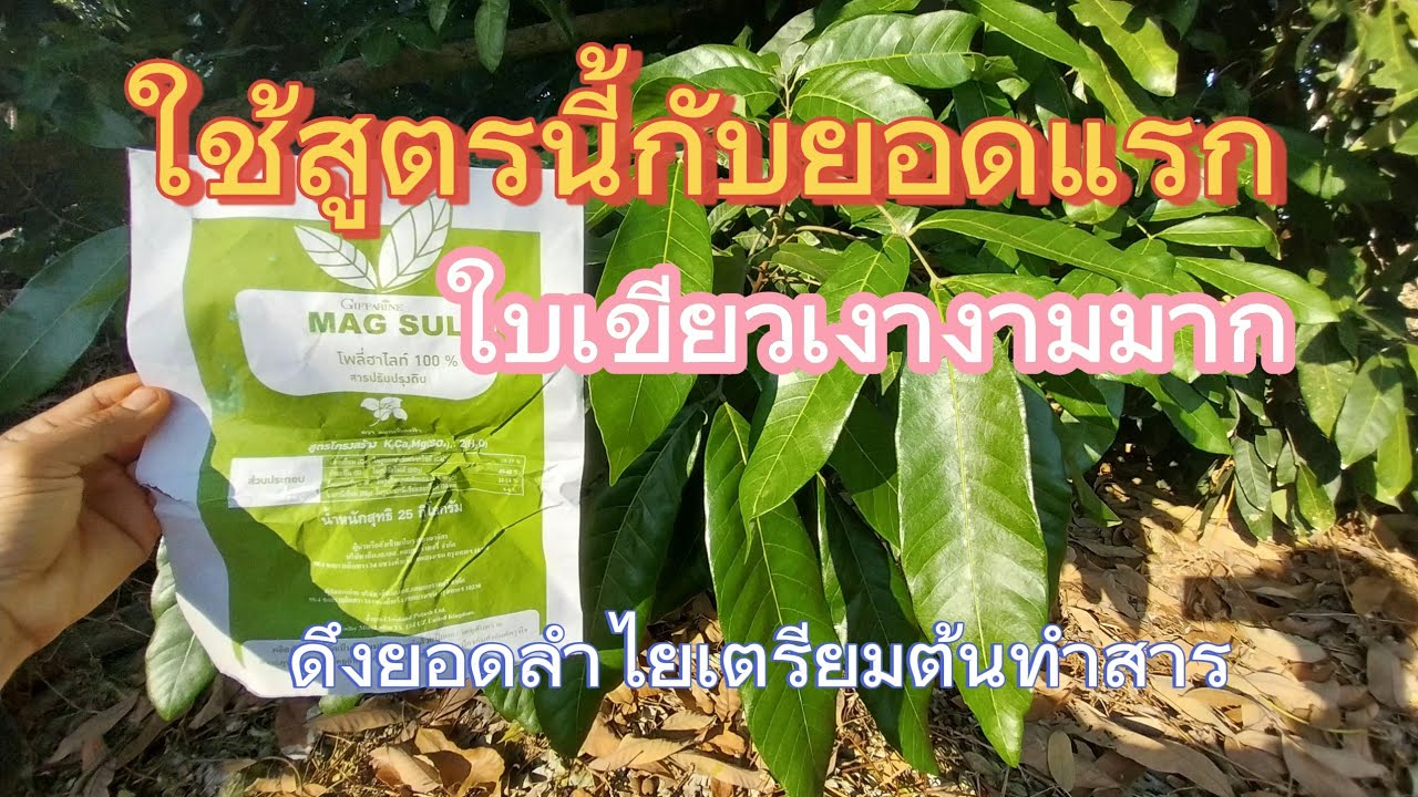 ผลงานการหว่าน แม็กซัล แร่โพลีฮาไลท์ 100% ใบสวย เขียว เงางาม สนใจสูตร 0898809742