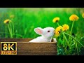 Cute Baby Animals in 8K - Compilation video of cutest baby animals