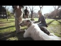 World's Greatest Pets - The Irish Wolfhound の動画、YouTube動画。