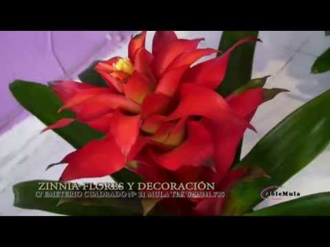 Vídeo: Varietats De Zinnias Brillants I Exuberants Per Decorar El Lloc