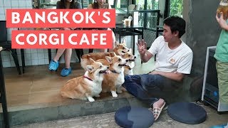 Corgi Cafe Day at Corgi in the Garden and More! | Bangkok Travel Vlog