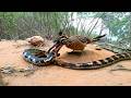 This Is Why Rattlesnakes FEAR the ROADRUNNER