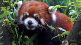 Senior Red Panda Moshu Gets Extra Special Care As He Ages