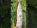 super jumbo bee smoking #ayisupriatnamadu #nature